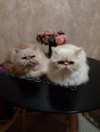 قطط-couple-persan-تيزي-وزو-الجزائر