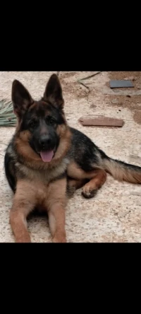 Berger Allemand 