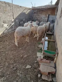 Moutons pour les fêtes 