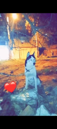 Husky