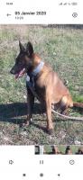 chien-malinois-assi-youcef-tizi-ouzou-algerie