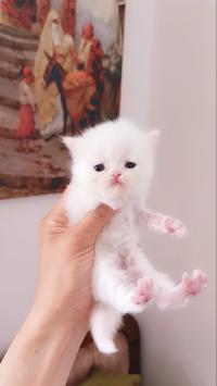قطة-chatons-persans-de-qualite-eleves-avec-amour-et-beaucoup-dattention-الأبيار-الجزائر