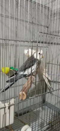 Calopsitte couple porteur albino 