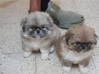 chien-magnifiques-chiots-pekinois-ouled-fayet-alger-algerie