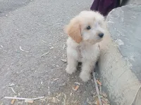 Bichon nain 