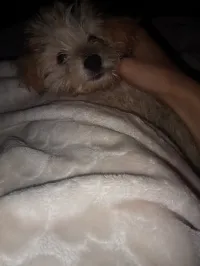 Bichon nain