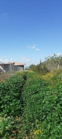 hangar-location-ain-temouchent-hammam-bouhadjar-algerie