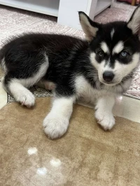 Husky 