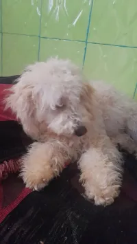 Caniche
