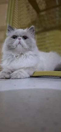 Persan peke face accouplement 
