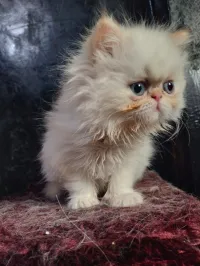 Persan peke face 