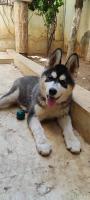 chien-husky-malamute-birkhadem-alger-algerie