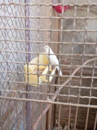 Oiseau