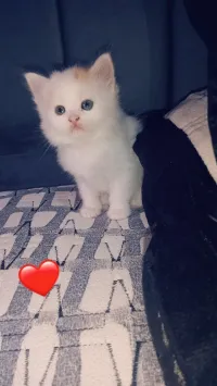 Femelle persan