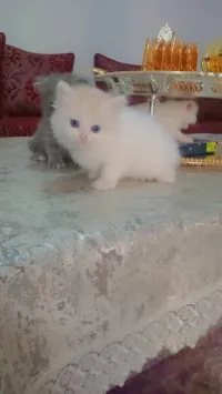 Chatons 