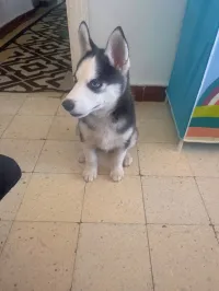 Husky 