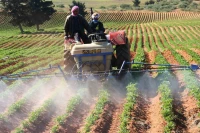 Vente Terrain Agricole Djelfa Birine