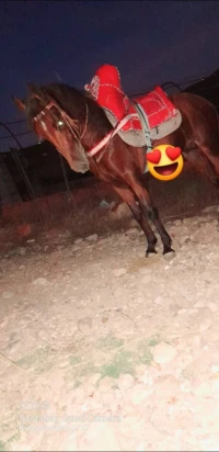 Cheval avendre