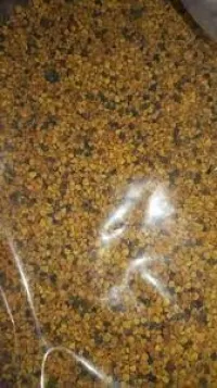 حبوب لقاح النحل 