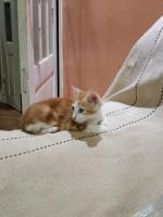 chat-chatton-pour-adoption-ain-benian-alger-algerie