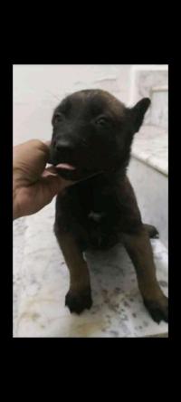 كلب-chien-malinois-charboni-البليدة-الجزائر