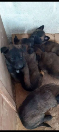 Chien malinois charboni