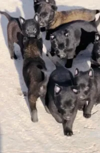 Chien malinois charboni