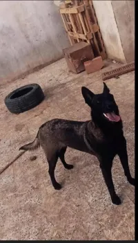 Chien malinois charboni