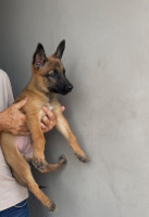 chien-la-pure-race-malinois-algerie