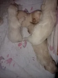 Bichon nains 