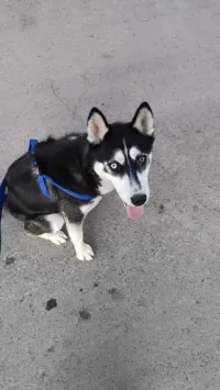 Husky 
