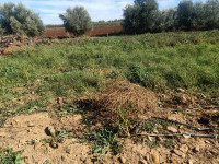 terrain-agricole-vente-ain-defla-khemis-miliana-algerie