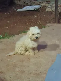 Caniche bichon 
