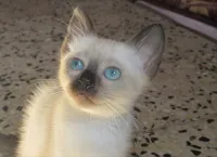 Algérie 