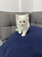 chat-chatons-angora-turc-pure-race-pour-reservation-el-achour-alger-algerie