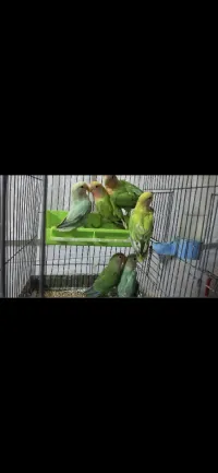 Oiseaux inséparables à vendre 