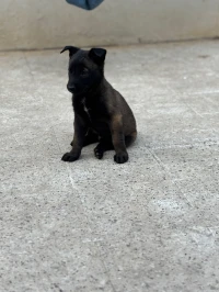 Berger Malinois pure race 