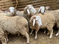 2 خرفان 