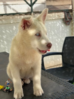 chien-husky-siberian-pure-race-hydra-alger-algerie