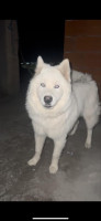 chien-husky-9-mois-race-pure-bou-ismail-tipaza-algerie