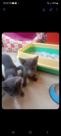 Chat blue russe