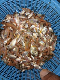 Vente en gros alevins et géniteurs tilapia grise et rouge