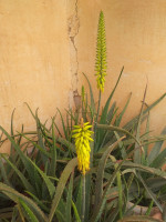 jardinage-aloe-vera-berriane-ghardaia-algerie