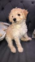 chien-caniche-bichon-maltais-birkhadem-alger-algerie