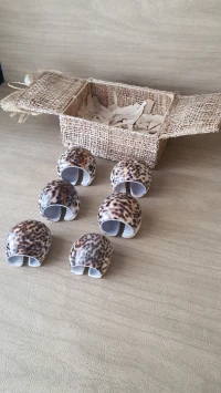 Très jolie coffret de 6 ronds à serviettes de table en coquillage (cypraea tigris) Philippine