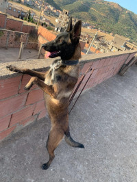 chien-malinois-ouadhia-tizi-ouzou-algerie