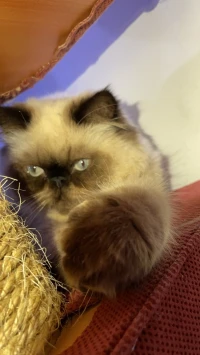 Chat persan peky face male himalayenne pure face 