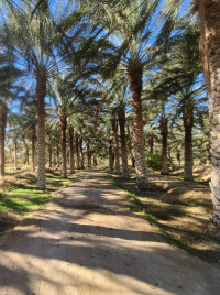 terrain-agricole-vente-biskra-tolga-algerie