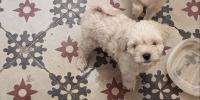 chien-caniche-bichon-belouizdad-alger-algerie