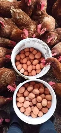 دجاج أحمر بياض 
